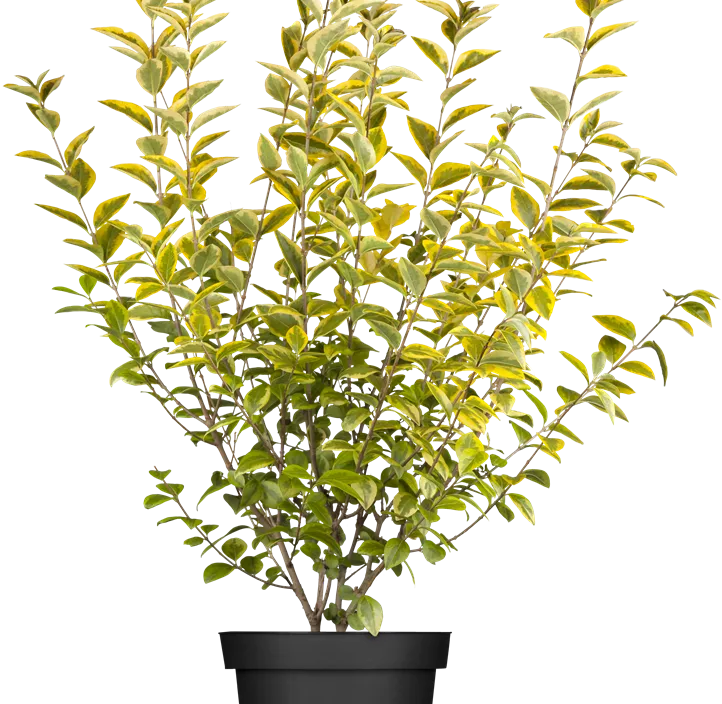 Goldliguster 'Aureum'