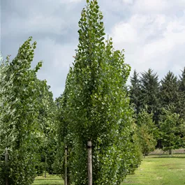 Populus tremula (Keltischer Baumkreis)