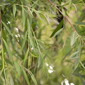 Salix caprea (Keltischer Baumkreis)