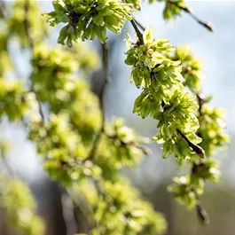 Ulmus carpinifolia (Keltischer Baumkreis)