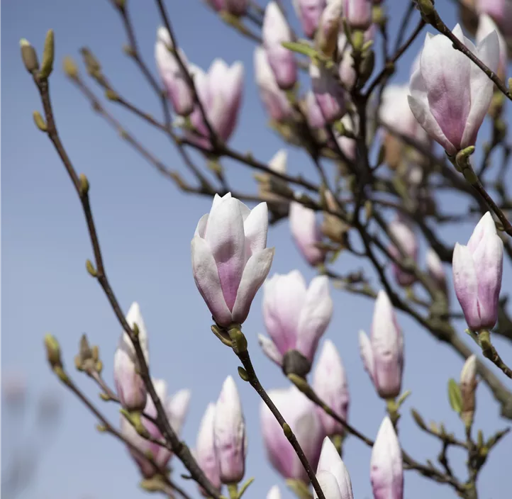 Tulpen-Magnolie 'Heaven Scent'