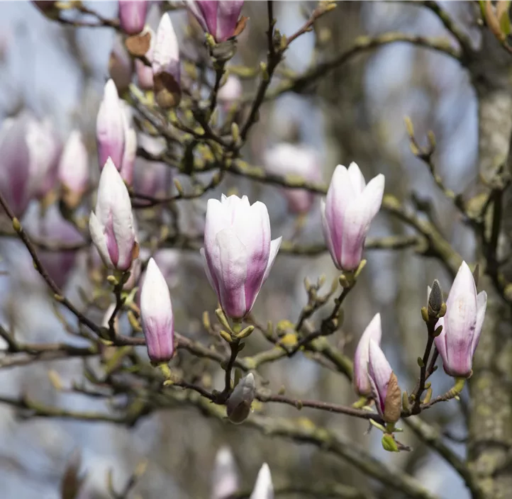 Tulpen-Magnolie 'Heaven Scent'