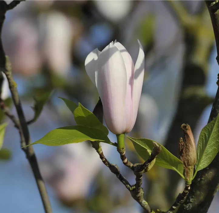 Tulpen-Magnolie 'Heaven Scent'