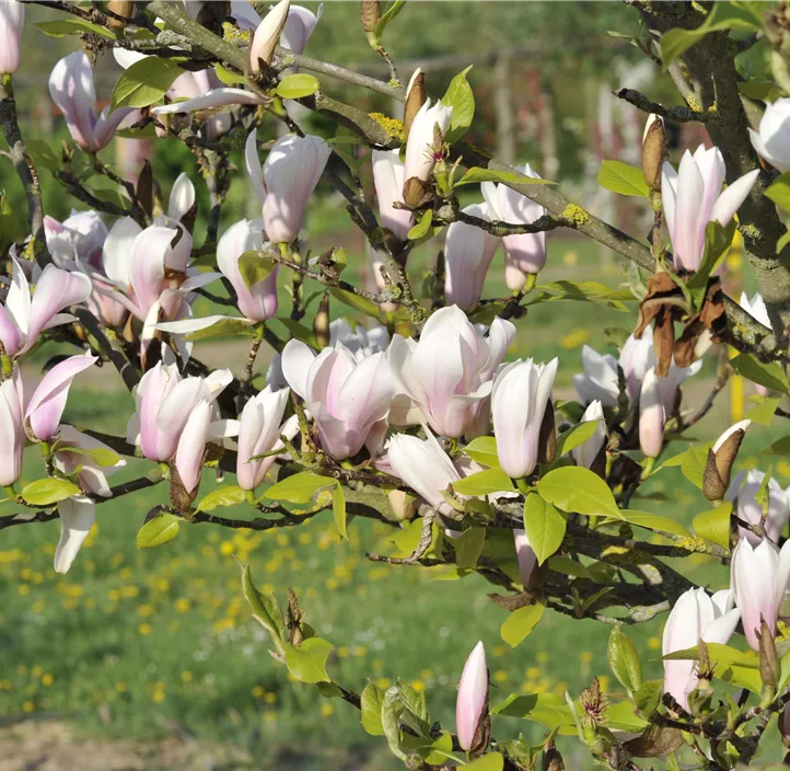 Tulpen-Magnolie 'Heaven Scent'