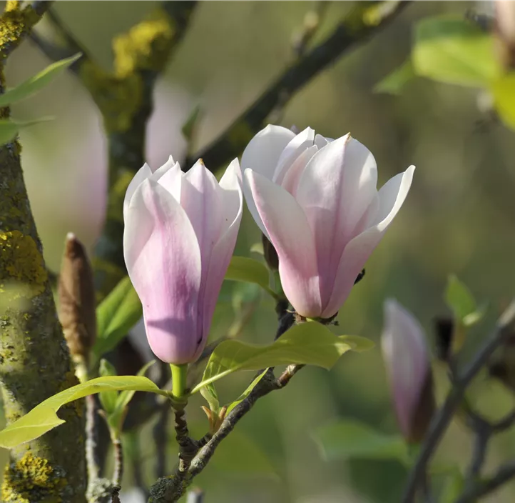 Tulpen-Magnolie 'Heaven Scent'