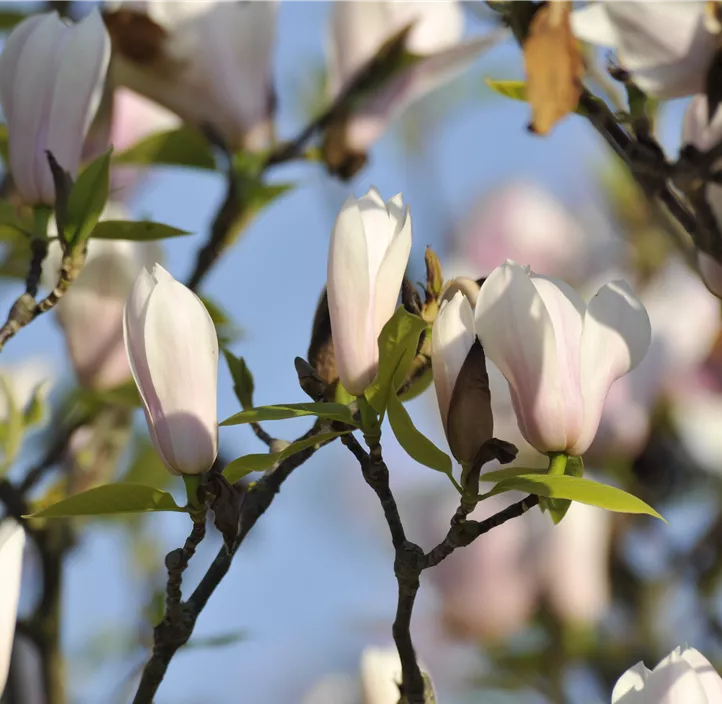 Tulpen-Magnolie 'Heaven Scent'