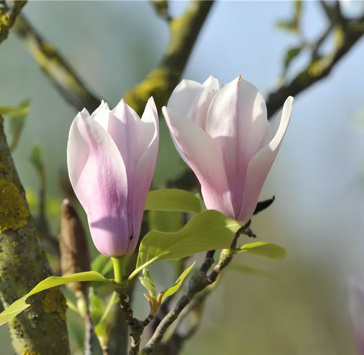 Tulpen-Magnolie 'Heaven Scent'