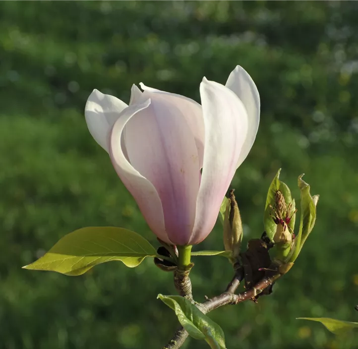 Tulpen-Magnolie 'Heaven Scent'