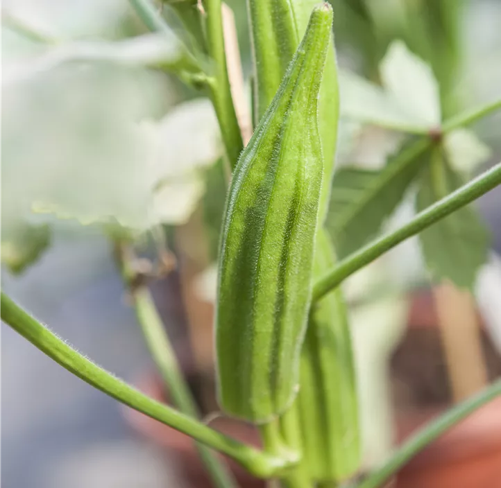 Okra Clemson Spineless