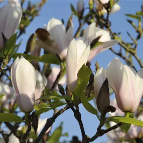 Magnolia soulangeana Heaven Scent