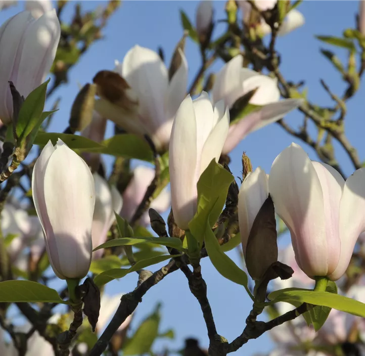 Tulpen-Magnolie 'Heaven Scent'