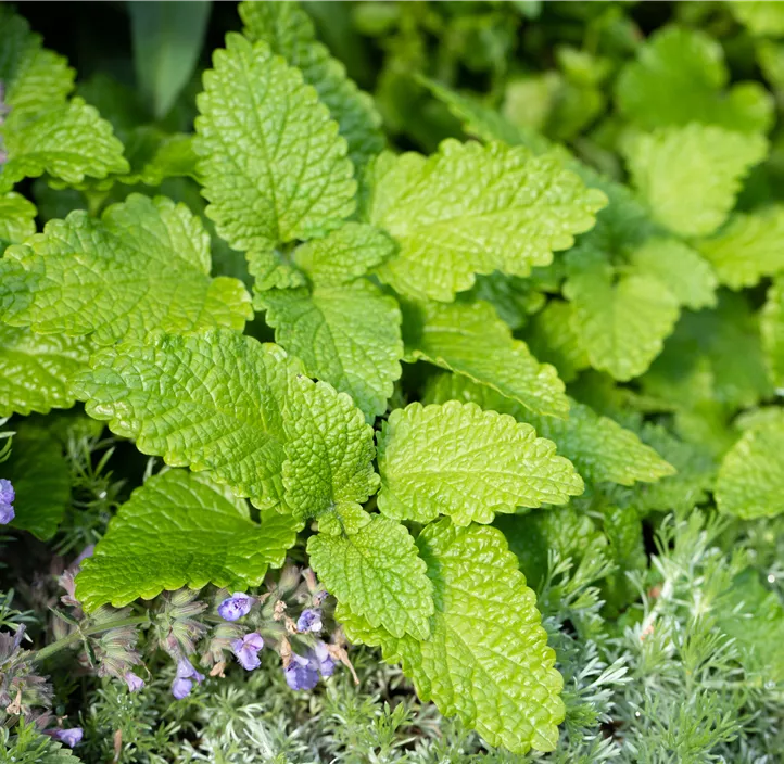 Zitronenmelisse Citronella