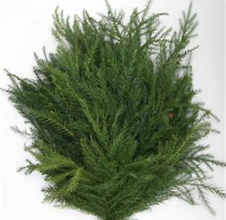 Cryptomeria Handbund