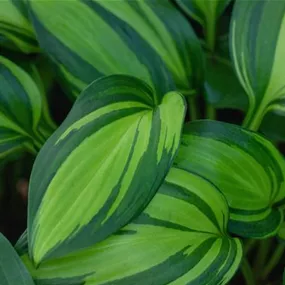 Hosta exklusive Sorten