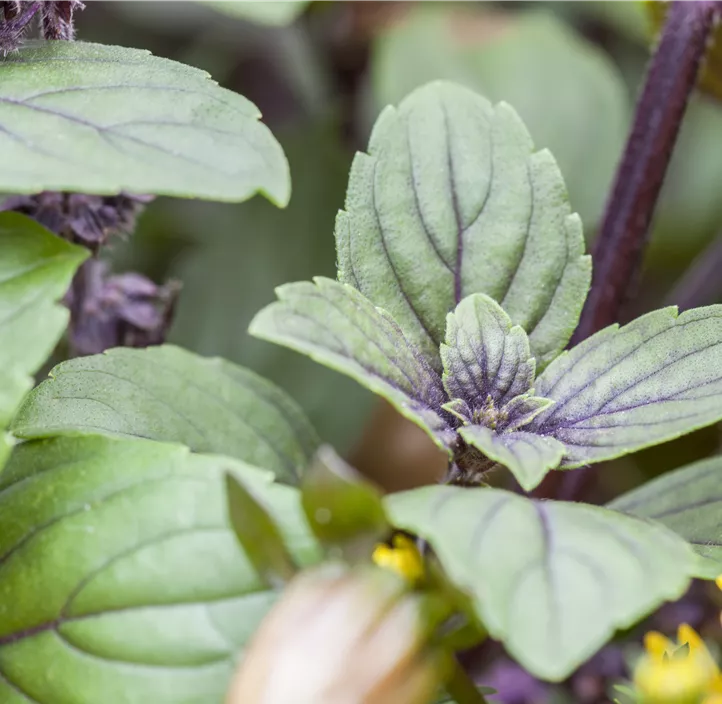 Garten-Basilikum 'Magic Blue'