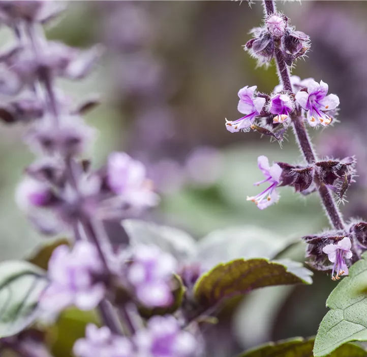 Garten-Basilikum 'Magic Blue'