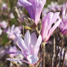 Magnolia stellata Susan