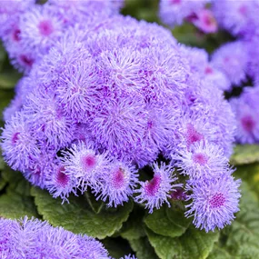 Ageratum houstonianum