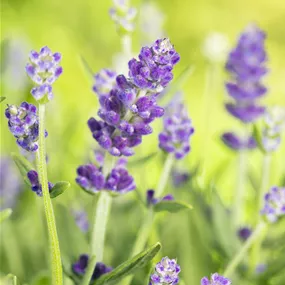 Lavandula angustifolia Essence Purple