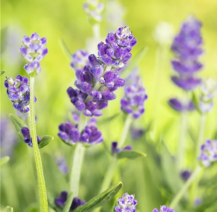 Provence-Garten-Lavendel 'Essence Purple'