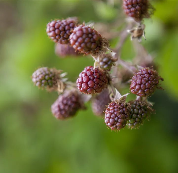 Brombeere