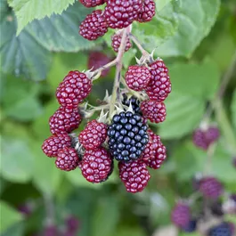 Rubus fruticosus