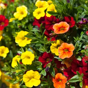 Calibrachoa Cultivars