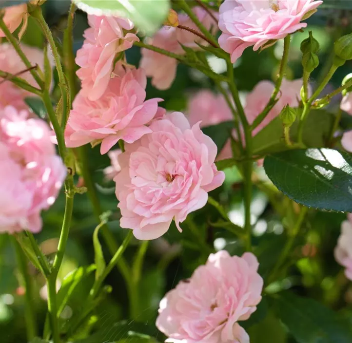 Bodendeckerrosen