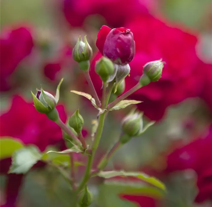 Bodendeckerrosen