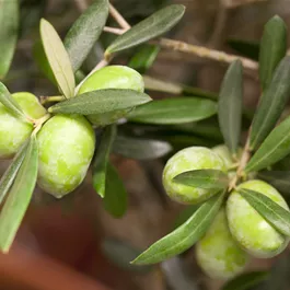 Olea europaea (Keltischer Baumkreis)