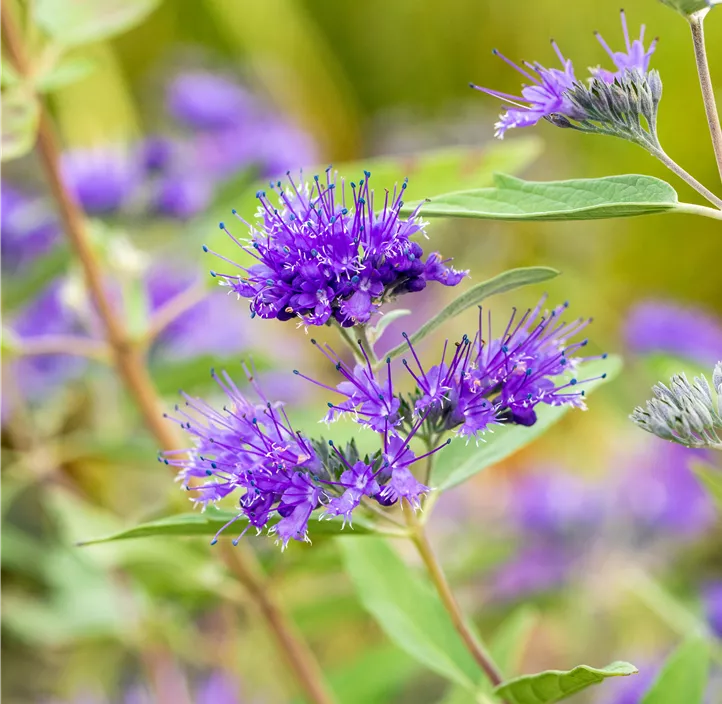 Bartblume 'Heavenly Blue'