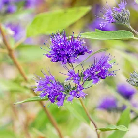 Caryopteris × clandonensis Heavenly Blue