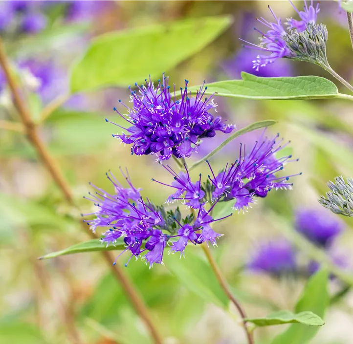 Bartblume 'Heavenly Blue'