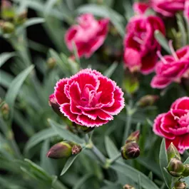 Dianthus cultivars Diantica Pottburri