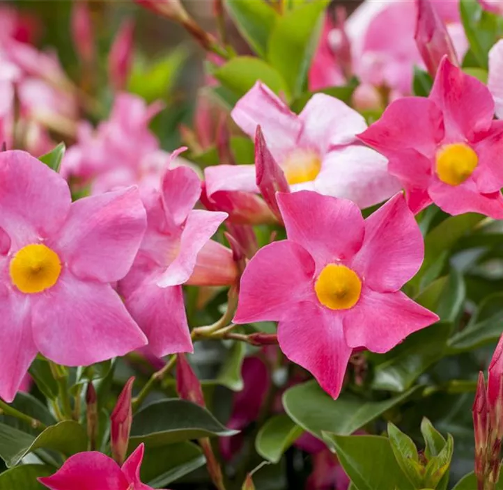 Dipladenia 'Sundaville'