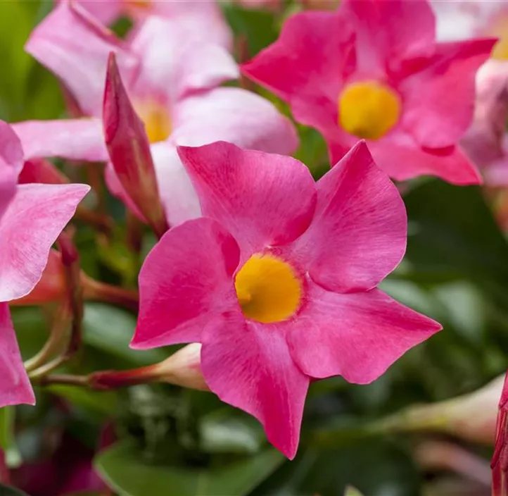 Dipladenia 'Sundaville'