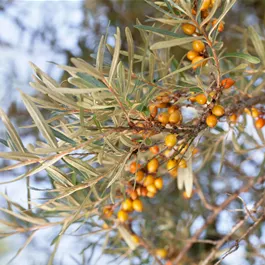 Hippophae rhamnoides männlich