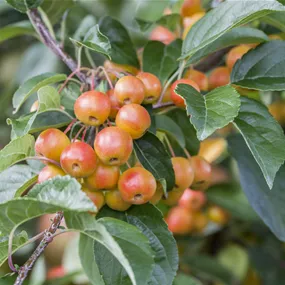 Malus domestica (Keltischer Baumkreis)