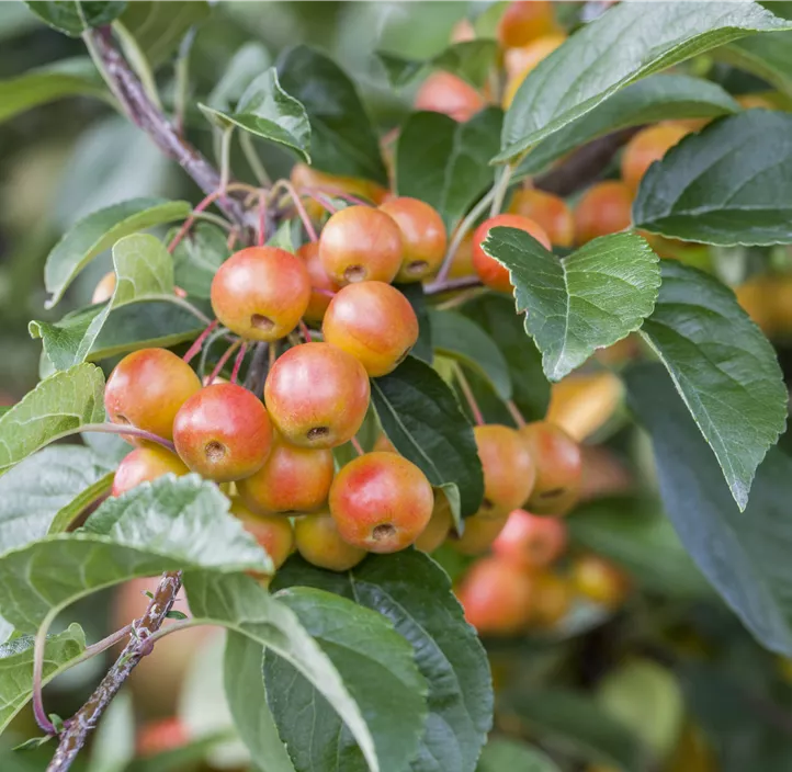 Säulenapfel 'Goldbäckchen'