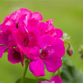 Pelargonium interspecific Calliope Unsere Besten