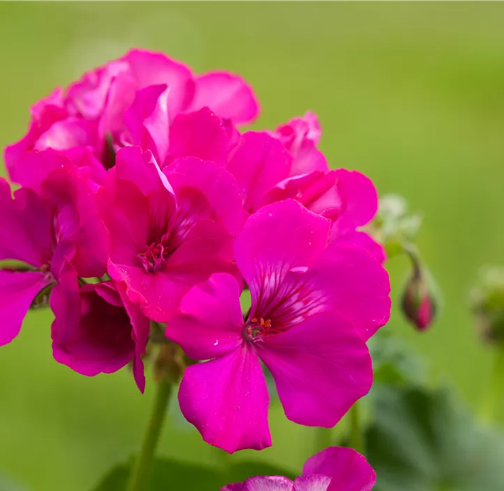 Hybrid-Pelargonie 'Calliope'®