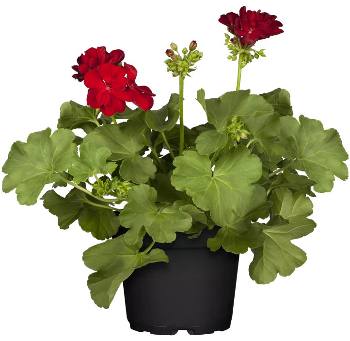 Hybrid-Pelargonie 'Calliope'®