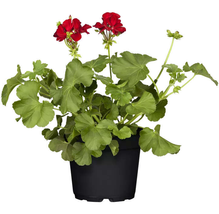 Hybrid-Pelargonie 'Calliope'®