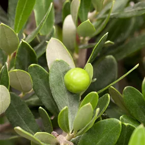 Olea europaea Caliber mit Verzweigung