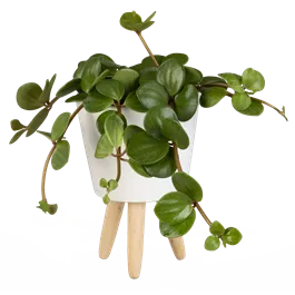 Peperomia hope