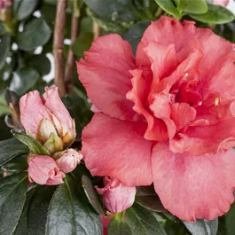 Rhododendron simsii, rosa