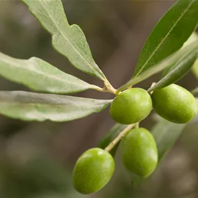 Olea europaea Caliber mit Verzweigung