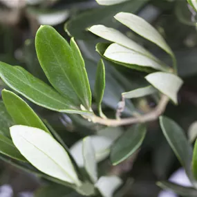 Olea europaea Busch