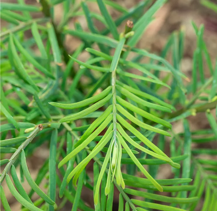 Handbund Sequoia