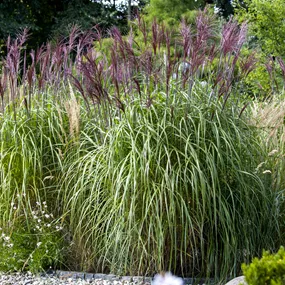 Miscanthus sinensis Boucle